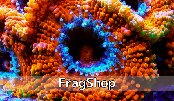 FragShop korale